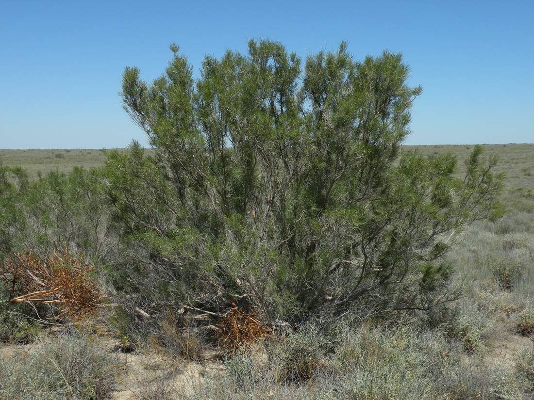 Image of Haloxylon aphyllum specimen.