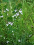 Euphrasia stricta. Верхушки цветущих растений. Нидерланды, провинция Groningen, национальный парк Lauwersmeer, влажный луг. 28 июля 2007 г.