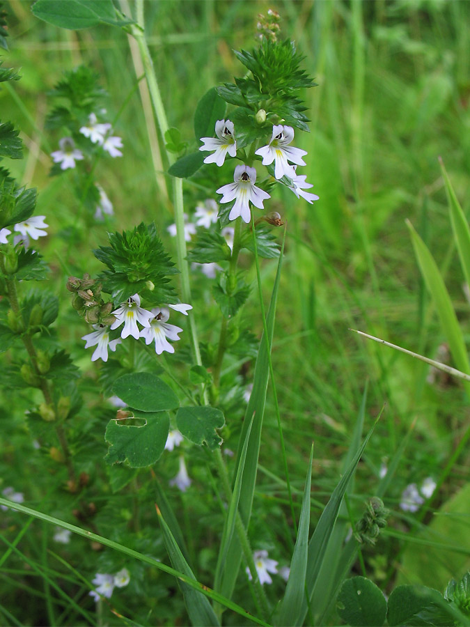 Изображение особи Euphrasia stricta.