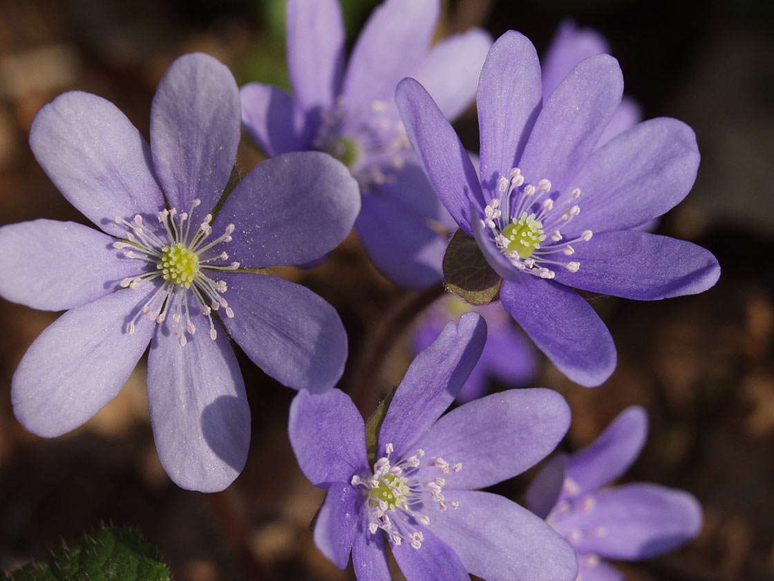 Image of Hepatica nobilis specimen.