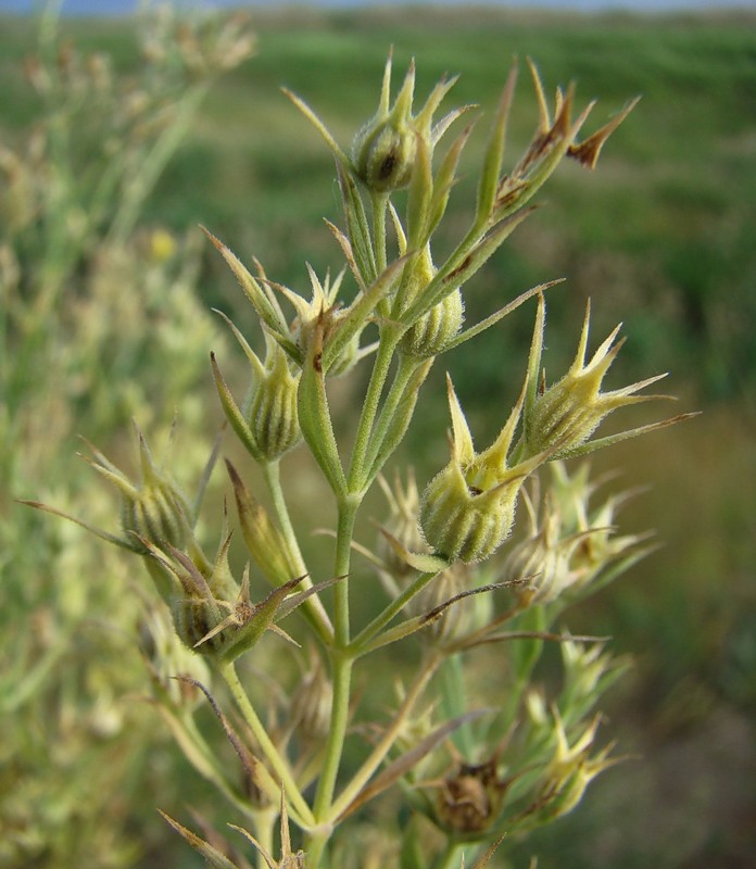 Image of Nepeta parviflora specimen.