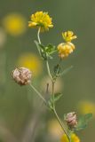 Trifolium aureum