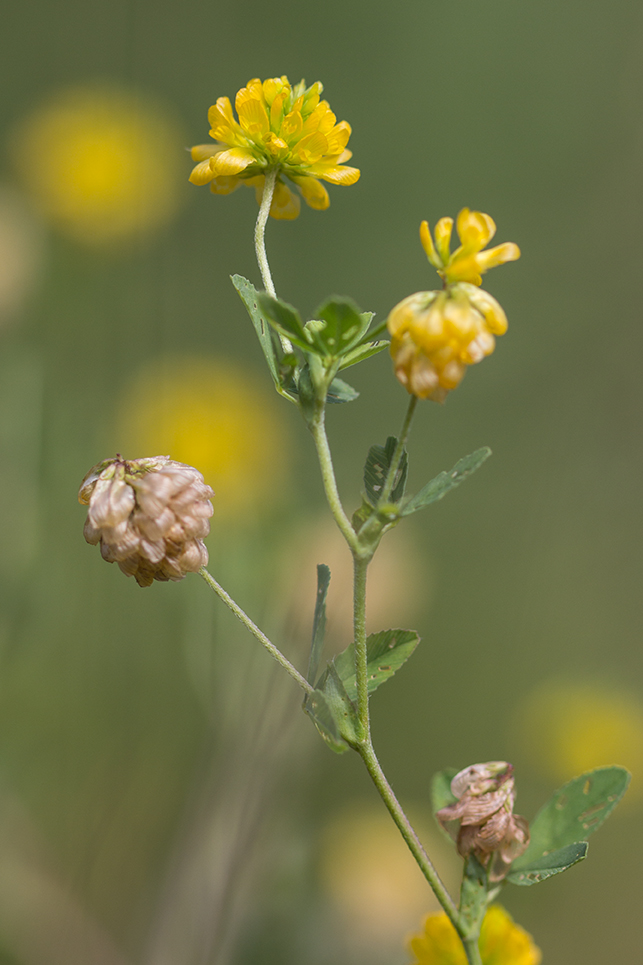 Image of Trifolium aureum specimen.