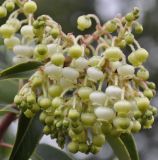 Arbutus andrachne