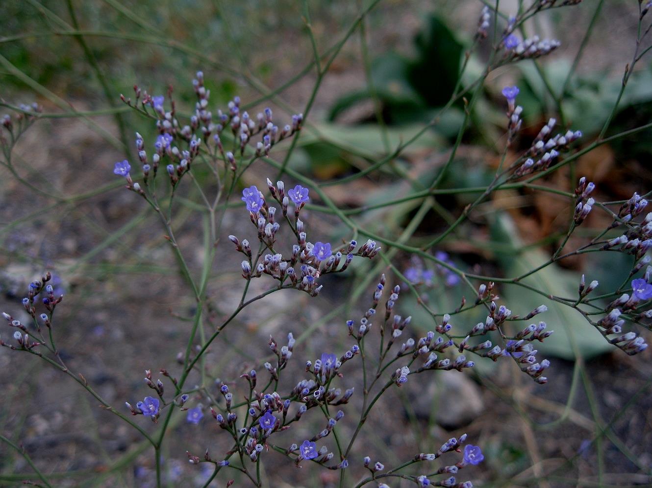 Изображение особи Limonium scoparium.