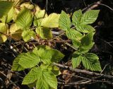 Rubus idaeus