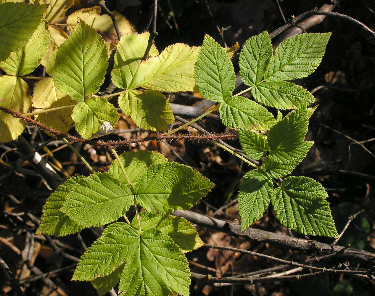 Изображение особи Rubus idaeus.