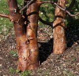 Acer griseum. Комлевые части стволов. Германия, г. Дюссельдорф, Ботанический сад университета. 10.03.2014.