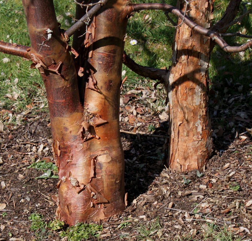 Image of Acer griseum specimen.