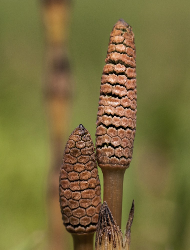 Изображение особи Equisetum arvense.