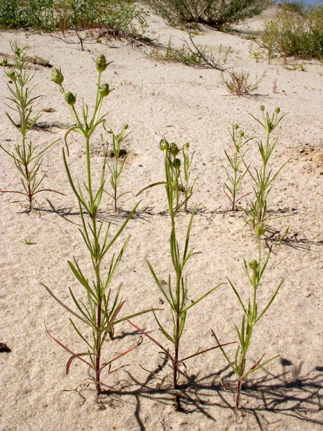 Изображение особи Plantago arenaria.