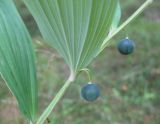 Polygonatum odoratum