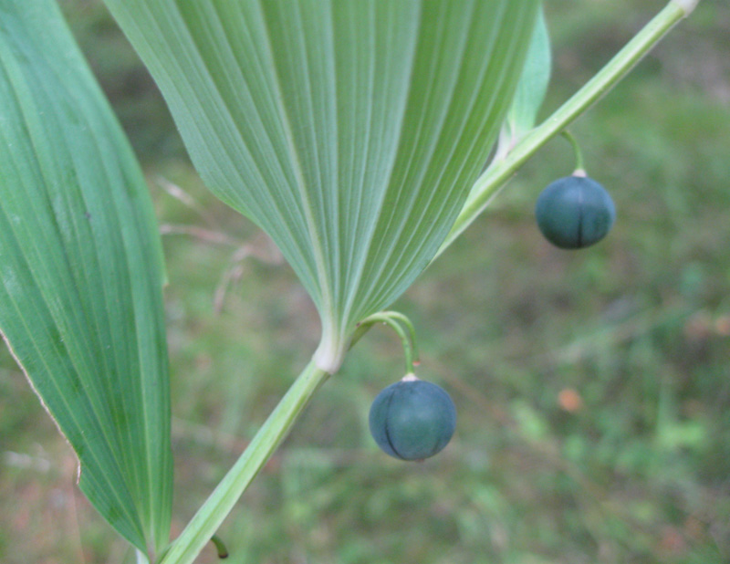 Изображение особи Polygonatum odoratum.