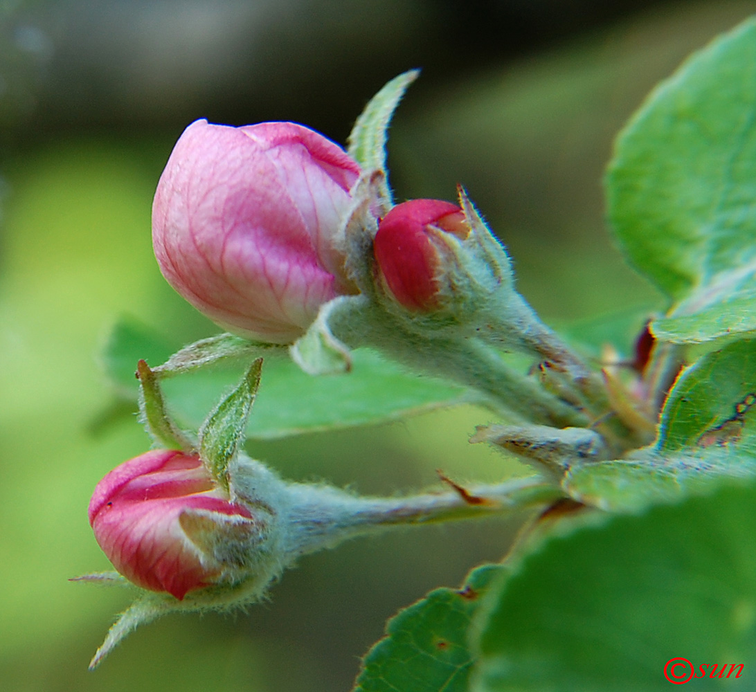 Изображение особи Malus sylvestris.