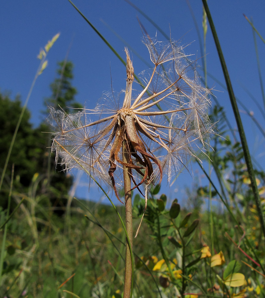 Image of Tragopogon brevirostris specimen.