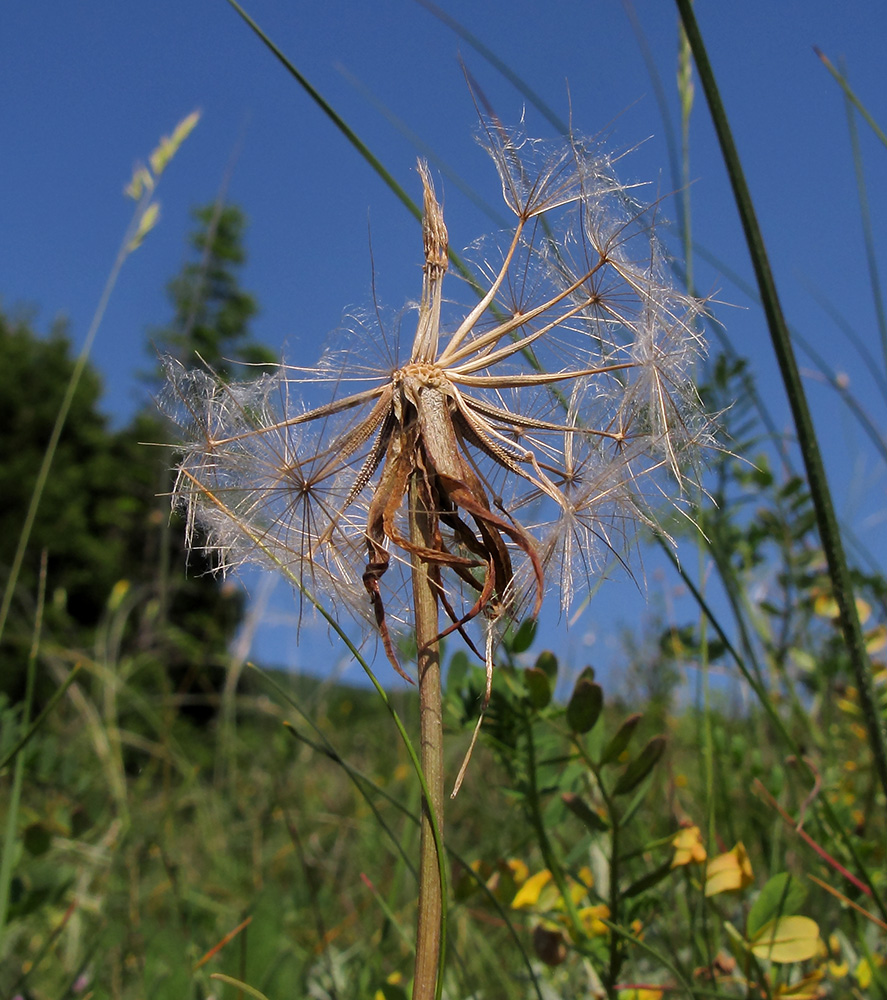 Изображение особи Tragopogon brevirostris.