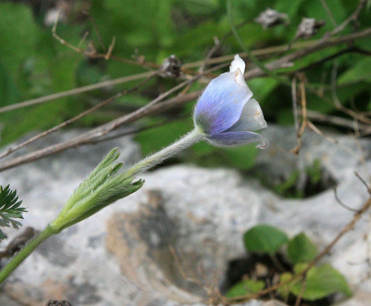 Изображение особи Pulsatilla violacea.