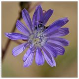 Lactuca tatarica