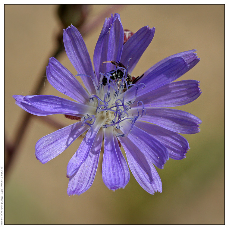 Изображение особи Lactuca tatarica.