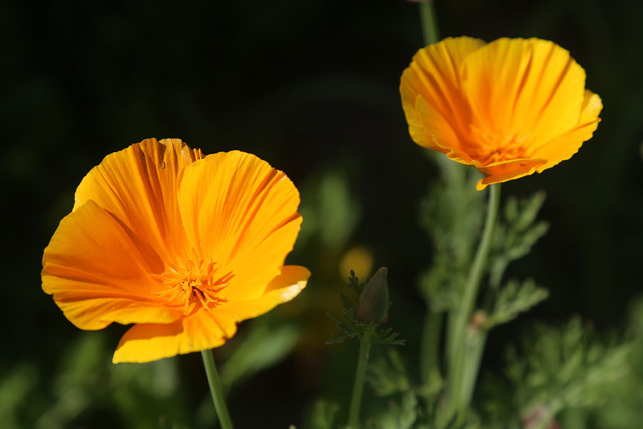 Изображение особи Eschscholzia californica.