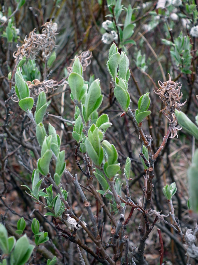 Изображение особи Salix glauca.