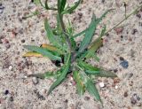 Crepis tectorum. Нижняя часть побега и розетка листьев. Псковское озеро, остров Верхний. 14.06.2014.