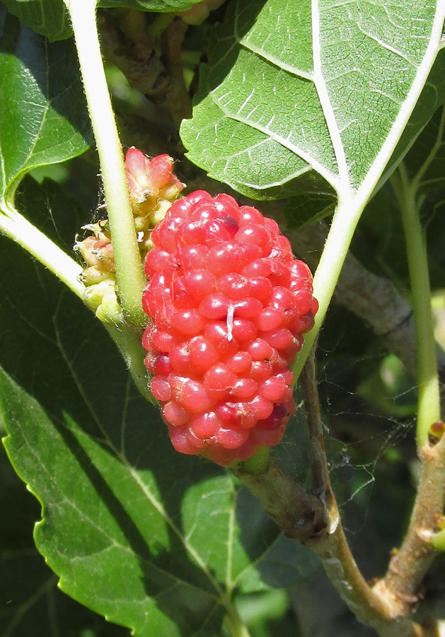 Image of Morus alba specimen.