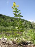 Lysimachia verticillaris. Цветущее растение. Краснодарский край, Крымский р-н, окр. ст. Неберджаевская, р. Богого, галечный берег. 14.06.2014.