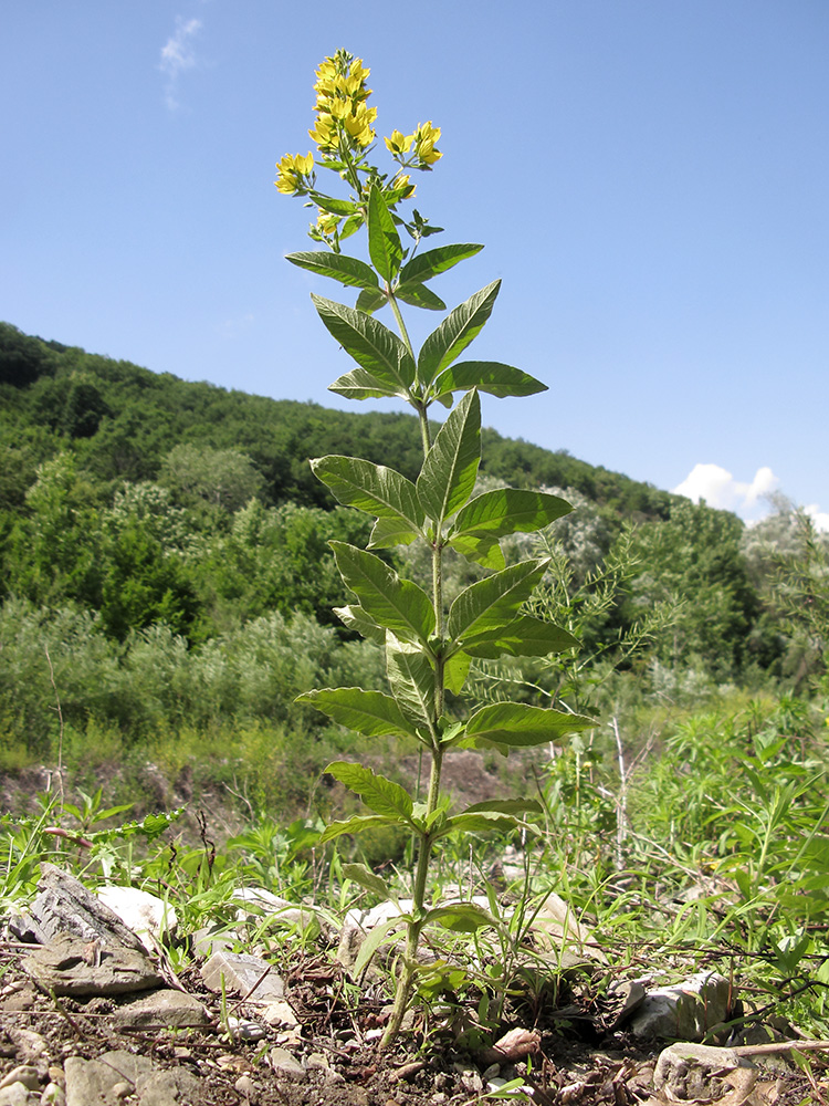 Image of Lysimachia verticillaris specimen.