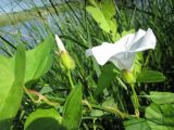 Calystegia sepium