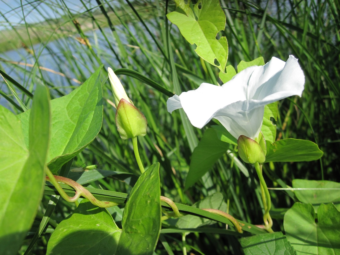 Изображение особи Calystegia sepium.