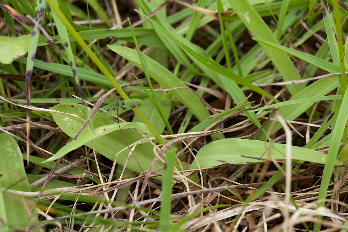 Изображение особи Herminium monorchis.