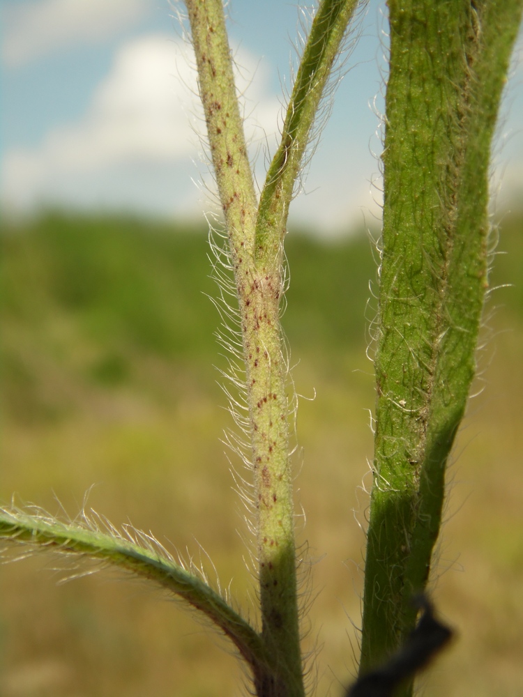 Image of Pilosella echioides specimen.