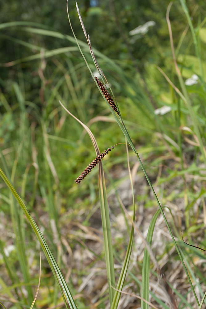 Image of Carex flacca specimen.