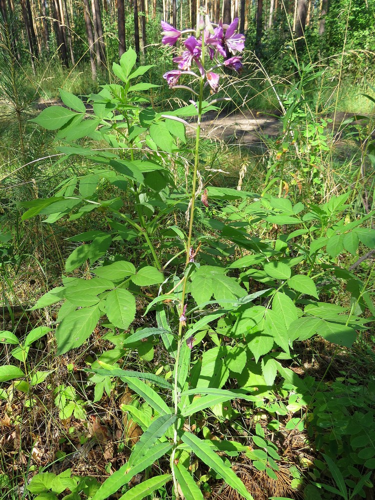 Изображение особи Chamaenerion angustifolium.