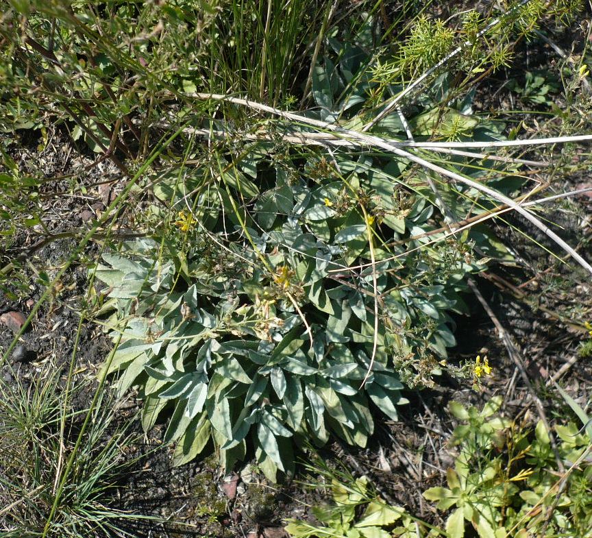 Image of Veronica incana specimen.