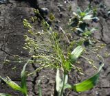 Panicum miliaceum ssp. ruderale