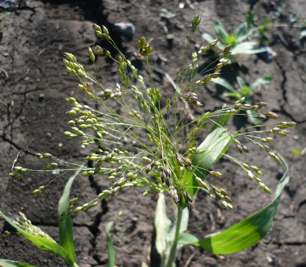 Изображение особи Panicum miliaceum ssp. ruderale.