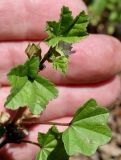 Malva pusilla. Верхняя часть побега с цветком и невызревшим плодом. Германия, г. Дюссельдорф, Ботанический сад университета. 03.07.2014.