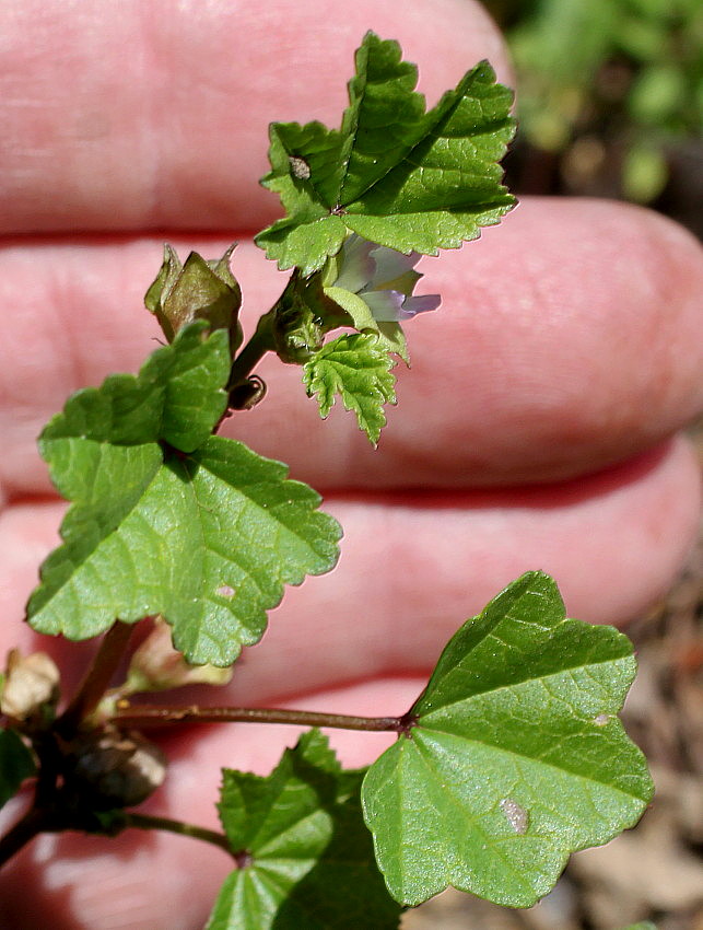 Image of Malva pusilla specimen.