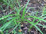 Scirpus sylvaticus. Молодые растения. Украина, г. Киев, лес на восточной окраине, болото. 29.08.2014.
