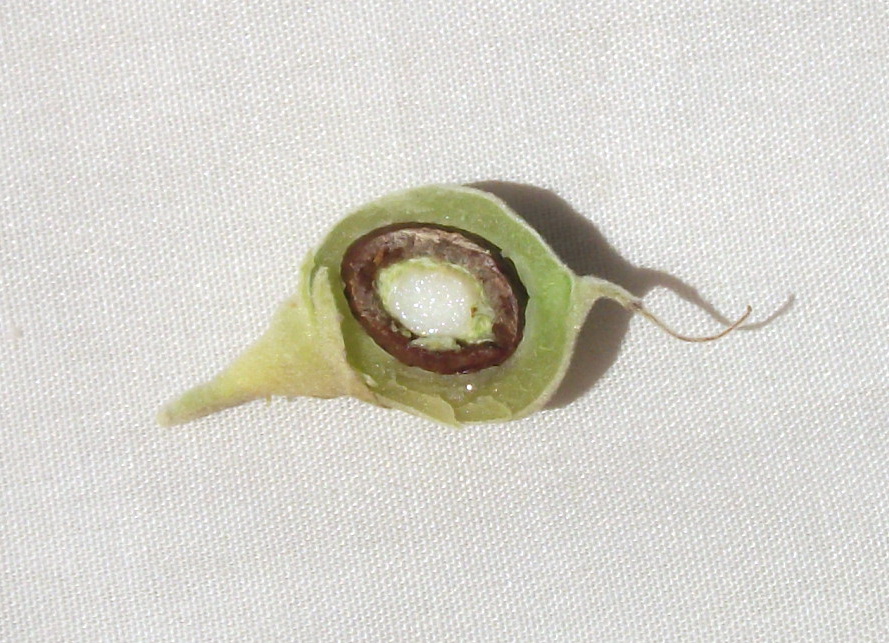 Изображение особи Styrax officinalis.