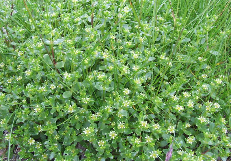 Image of Honckenya peploides ssp. diffusa specimen.