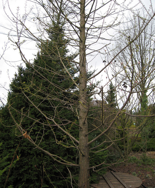 Изображение особи Metasequoia glyptostroboides.