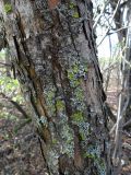 Crataegus nigra. Нижняя часть ствола, покрытая лишайниками. Ростовская обл., Азовский р-н, Александровский лес (Атаманское лесничество), у обочины дороги. 22.10.2014.