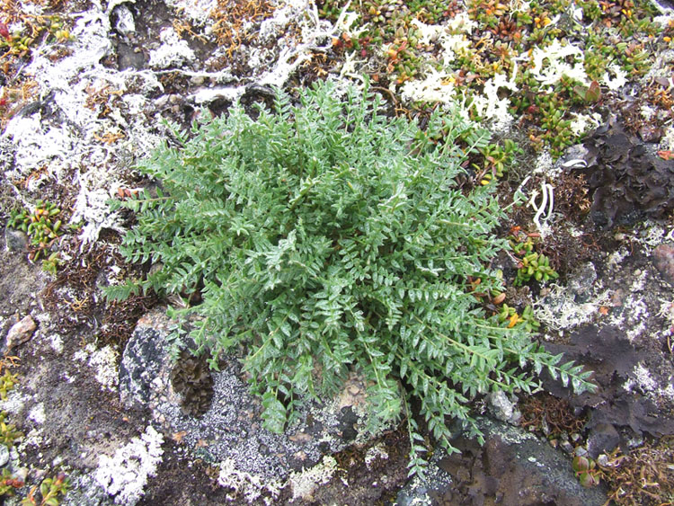 Изображение особи Oxytropis sordida.