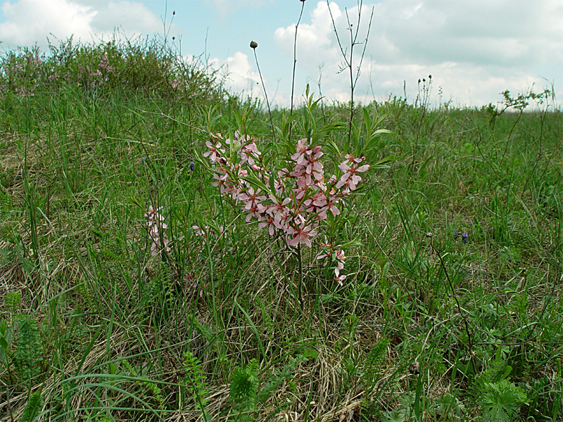 Image of Amygdalus nana specimen.