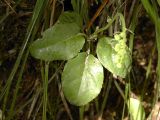 Orthilia obtusata. Растение с бутонами в каменноберезовом лесу. Камчатский край, Елизовский р-н.