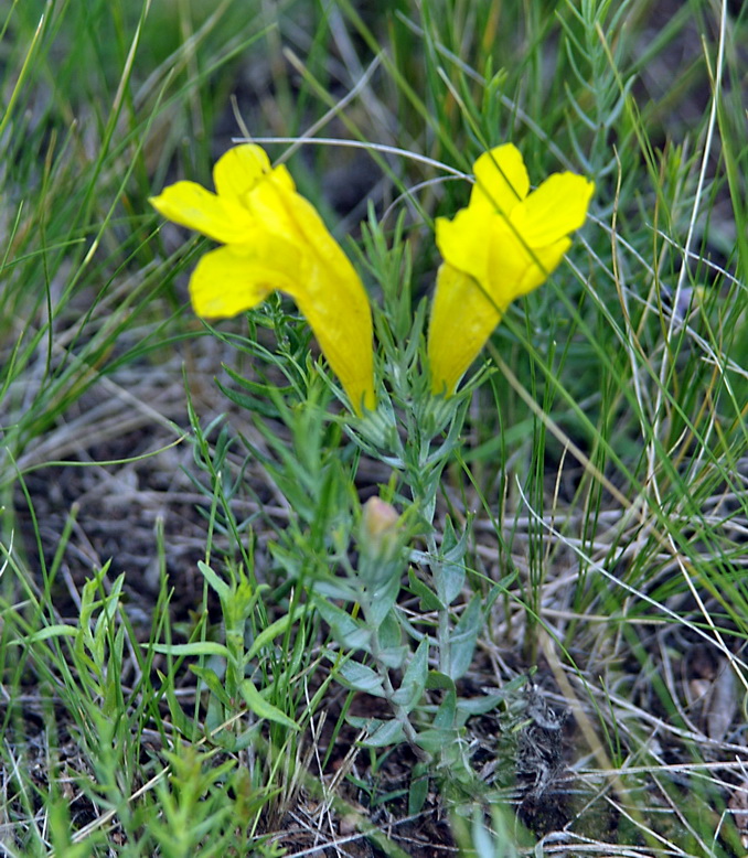 Image of Cymbaria daurica specimen.