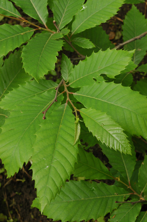 Image of Castanea sativa specimen.